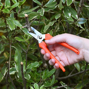 Stainless Steel Snips