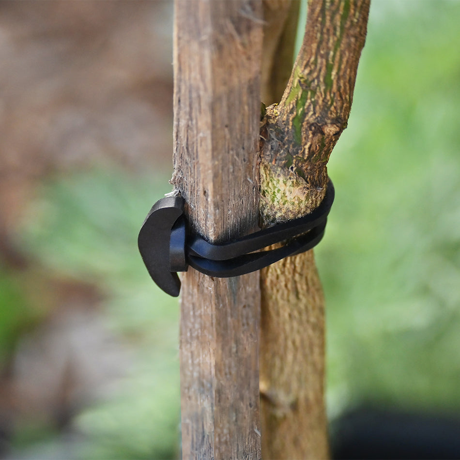 rubber tree strapping Anchor Bands