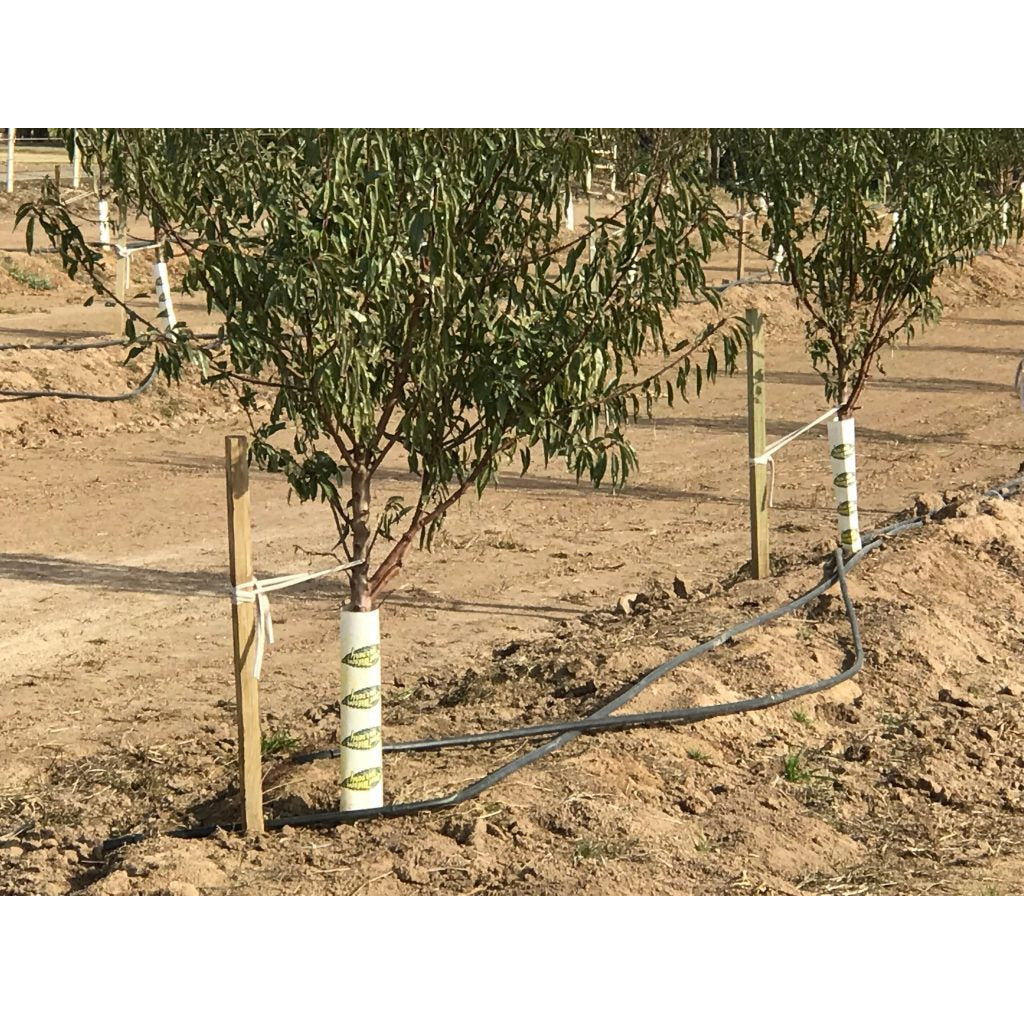 Defender Guards - Biodegradable Tree Guard / Vine Guard - Plastrip